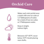 Just Add Ice 6-10" Red Mini Orchid Duo Live Plants in 4" Silver Ceramic Planter, House Plant