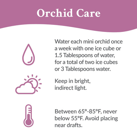 Just Add Ice 6-10" Red Mini Orchid Duo Live Plants in 4" Silver Ceramic Planter, House Plant