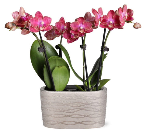 Just Add Ice 6-10" Red Mini Orchid Duo Live Plants in 4" Silver Ceramic Planter, House Plant
