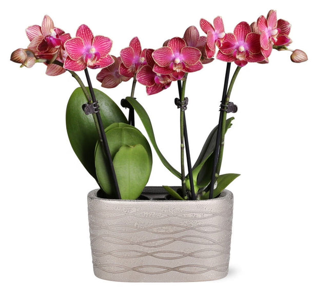 Just Add Ice 6-10" Red Mini Orchid Duo Live Plants in 4" Silver Ceramic Planter, House Plant