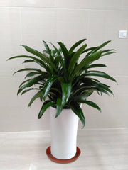 Plant Saucer 18 Inch (16.5 Inch Base), Pack of 6, Large Plastic Flower Plant Saucers Round, Planter Trays for Pots, Plant Tray for Planters 17-18", Plant Saucers 18 Inch (Terracotta Color)