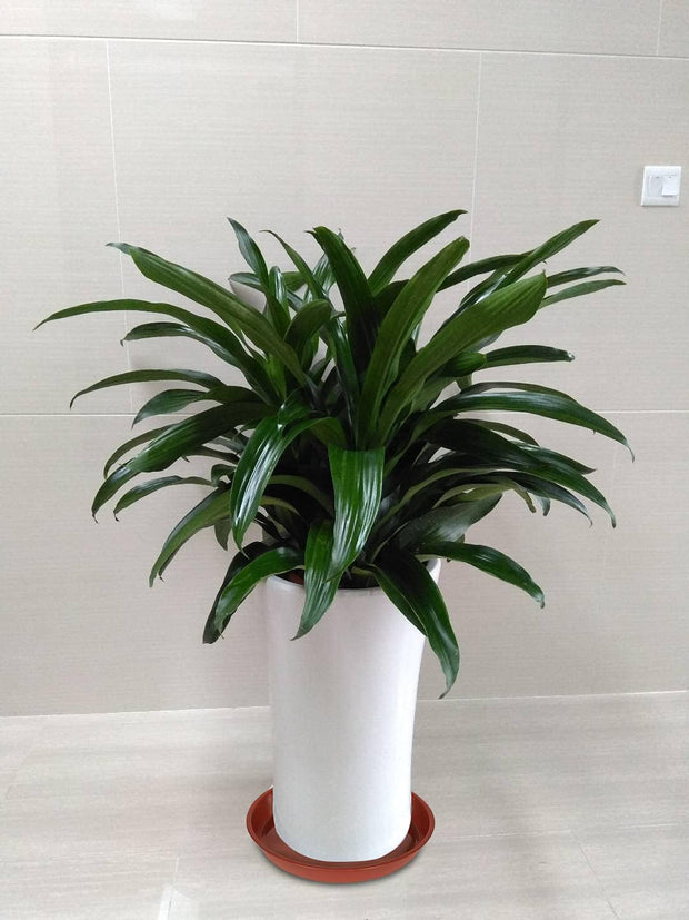 Plant Saucer 18 Inch (16.5 Inch Base), Pack of 6, Large Plastic Flower Plant Saucers Round, Planter Trays for Pots, Plant Tray for Planters 17-18", Plant Saucers 18 Inch (Terracotta Color)