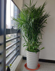 Plant Saucer 18 Inch (16.5 Inch Base), Pack of 6, Large Plastic Flower Plant Saucers Round, Planter Trays for Pots, Plant Tray for Planters 17-18", Plant Saucers 18 Inch (Terracotta Color)