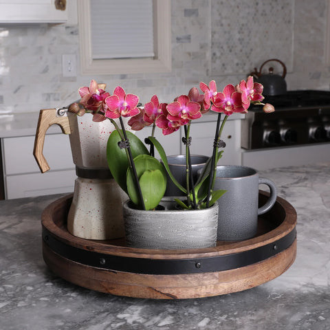 Just Add Ice 6-10" Red Mini Orchid Duo Live Plants in 4" Silver Ceramic Planter, House Plant