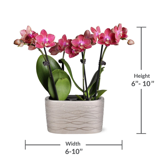 Just Add Ice 6-10" Red Mini Orchid Duo Live Plants in 4" Silver Ceramic Planter, House Plant