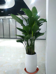 Plant Saucer 18 Inch (16.5 Inch Base), Pack of 6, Large Plastic Flower Plant Saucers Round, Planter Trays for Pots, Plant Tray for Planters 17-18", Plant Saucers 18 Inch (Terracotta Color)