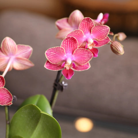 Just Add Ice 6-10" Red Mini Orchid Duo Live Plants in 4" Silver Ceramic Planter, House Plant