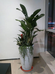 Plant Saucer 18 Inch (16.5 Inch Base), Pack of 6, Large Plastic Flower Plant Saucers Round, Planter Trays for Pots, Plant Tray for Planters 17-18", Plant Saucers 18 Inch (Terracotta Color)